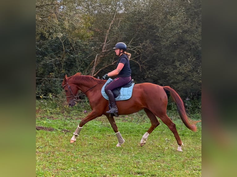 Hannover Castrone 7 Anni 161 cm Sauro scuro in AdelebsenAdelebsen