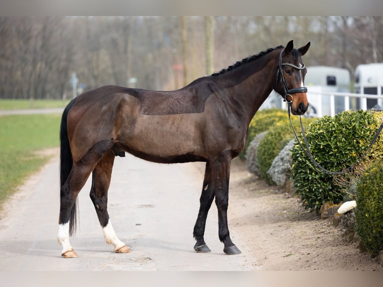 Hannover Castrone 7 Anni 165 cm Baio in Schmelz