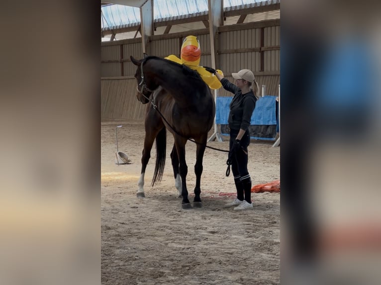 Hannover Castrone 7 Anni 165 cm Baio in Schmelz