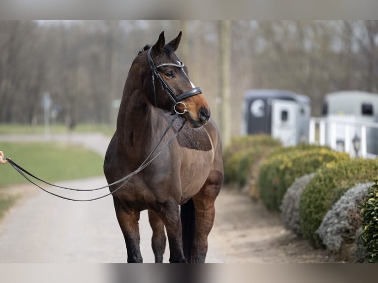 Hannover Castrone 7 Anni 165 cm Baio in Schmelz