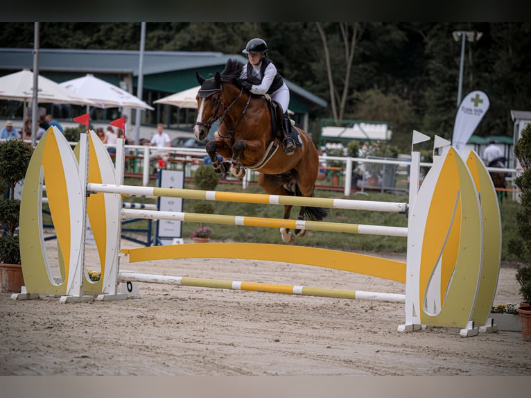 Hannover Castrone 7 Anni 165 cm Baio in Wipperfürth