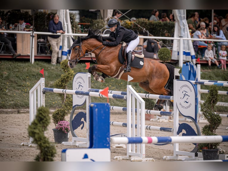 Hannover Castrone 7 Anni 165 cm Baio in Wipperfürth