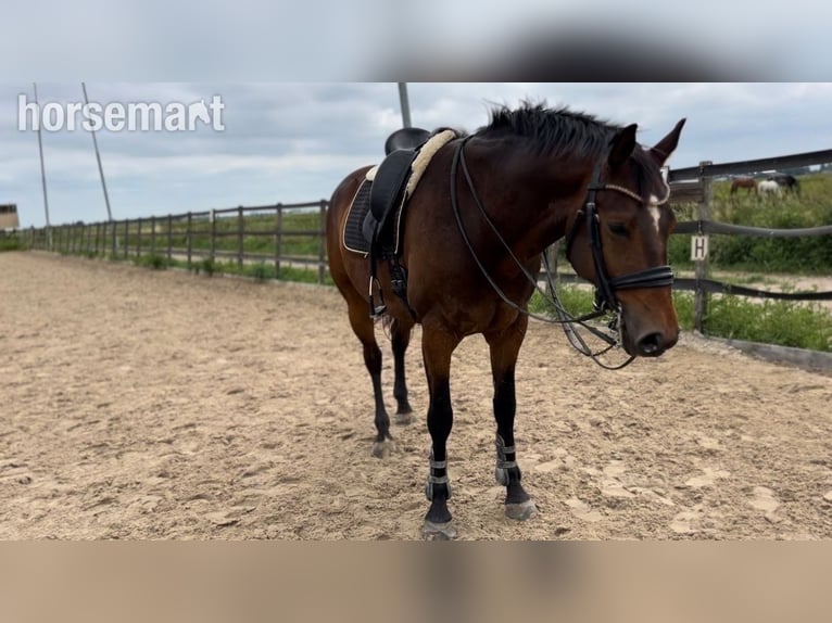 Hannover Castrone 7 Anni 165 cm Baio ciliegia in Amsterdam