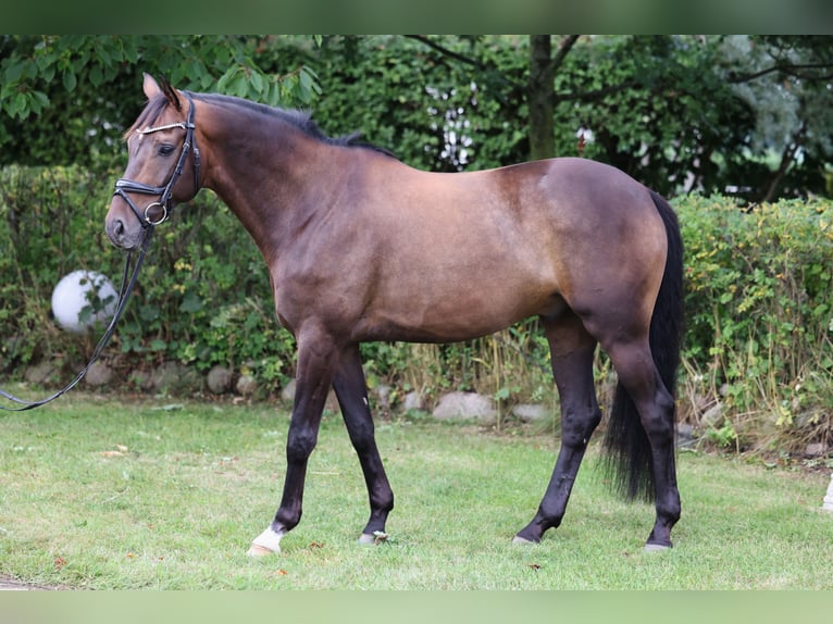 Hannover Castrone 7 Anni 165 cm Baio scuro in Hellschen-Heringsand-Unterschaar