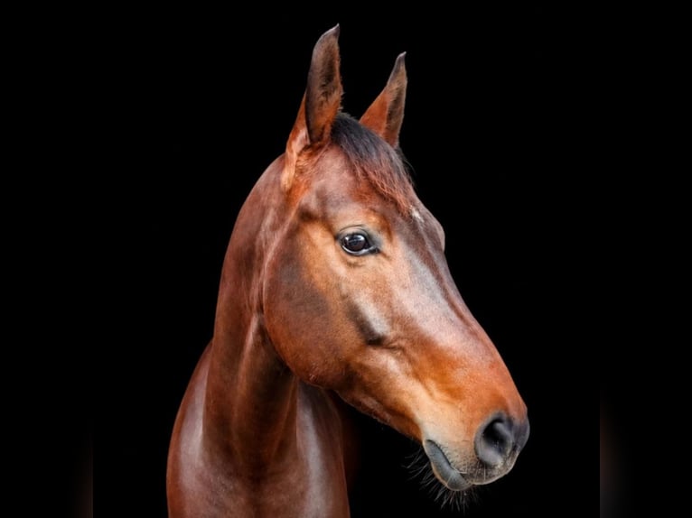 Hannover Castrone 7 Anni 165 cm Baio scuro in Renswoude