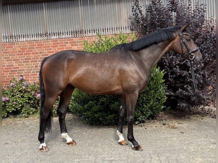 Hannover Castrone 7 Anni 166 cm Baio in Verden (Aller)