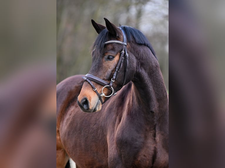 Hannover Castrone 7 Anni 166 cm Baio in Riedstadt