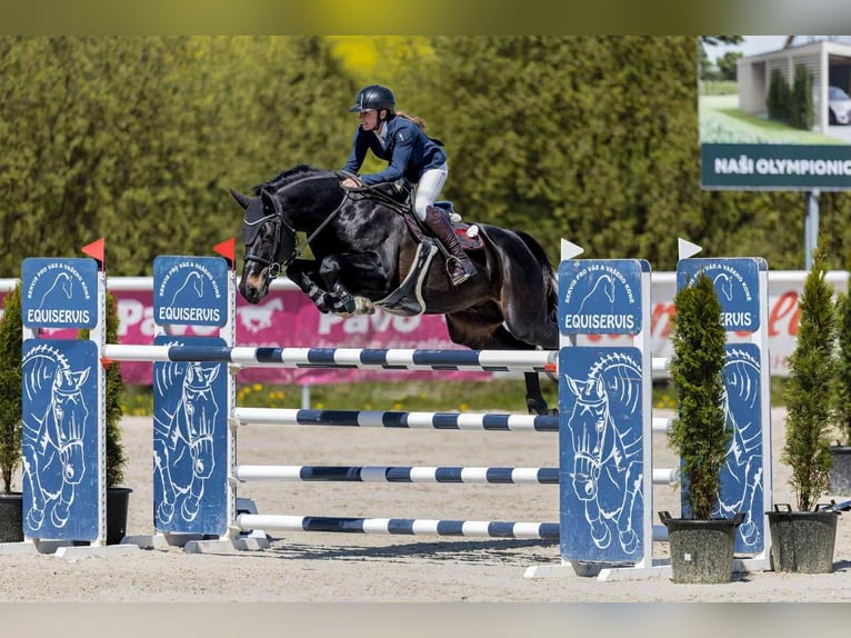 Hannover Castrone 7 Anni 166 cm Baio scuro in Opalice