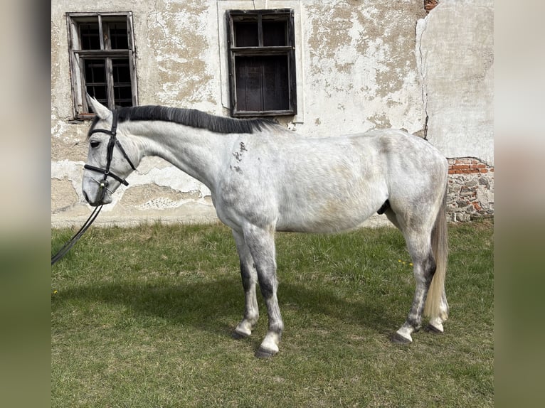 Hannover Castrone 7 Anni 166 cm Grigio in Martin