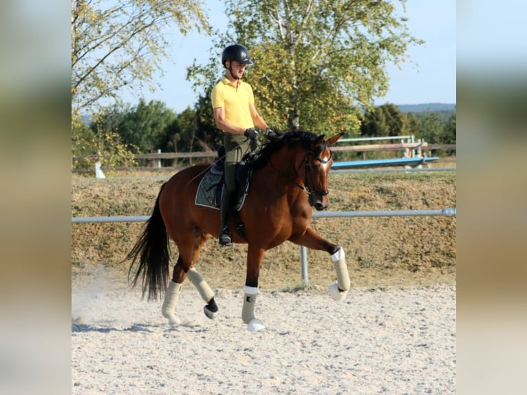 Hannover Castrone 7 Anni 167 cm Baio in Börrstadt