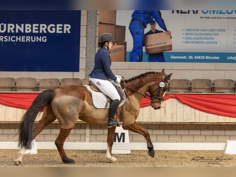 Hannover Castrone 7 Anni 167 cm Baio in Groß-Umstadt