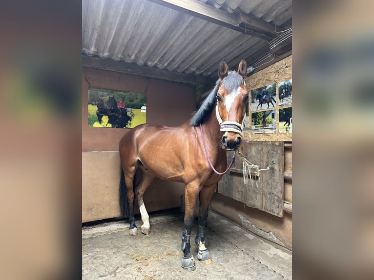 Hannover Castrone 7 Anni 167 cm Baio in Groß-Umstadt
