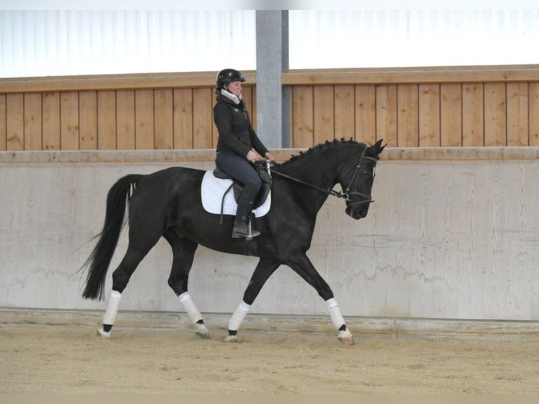 Hannover Castrone 7 Anni 167 cm Baio nero in Wellheim