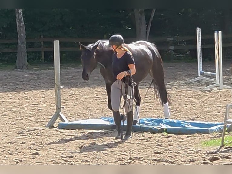 Hannover Castrone 7 Anni 167 cm Baio scuro in Braunschweig