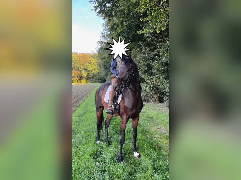 Hannover Castrone 7 Anni 167 cm Baio scuro in Bassum