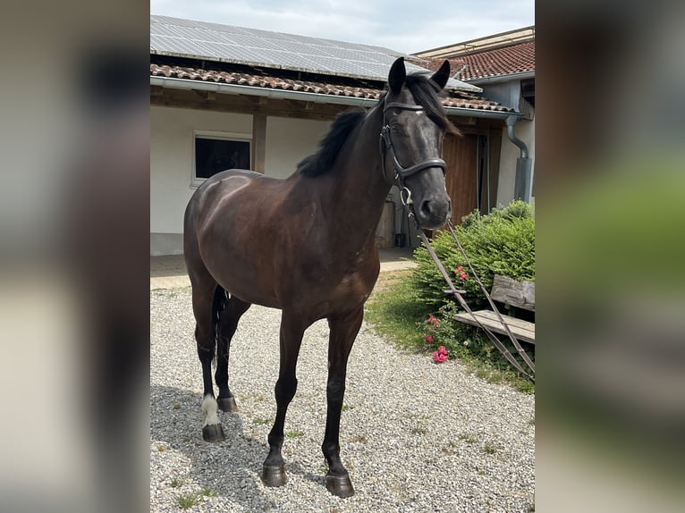 Hannover Castrone 7 Anni 167 cm Baio scuro in Deisenhausen