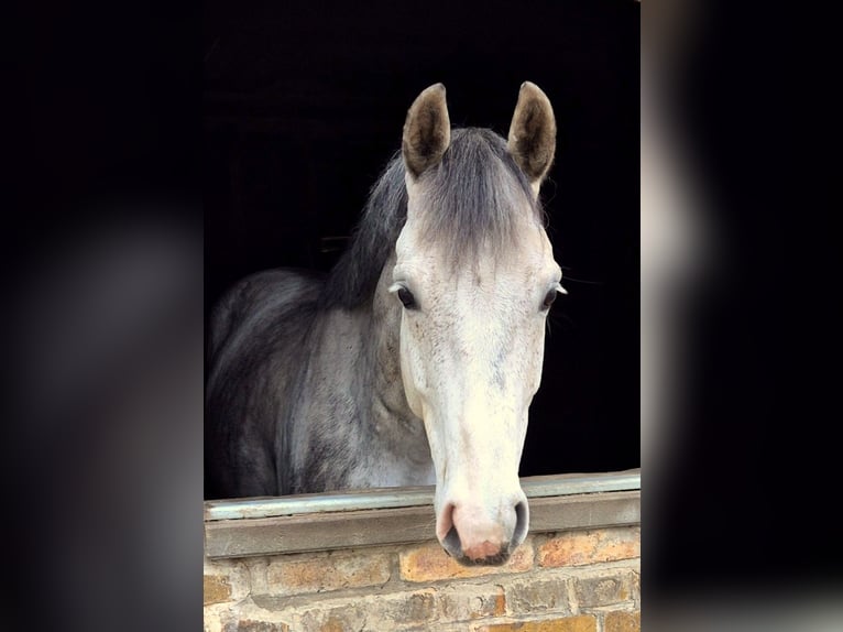 Hannover Castrone 7 Anni 167 cm Grigio in Potsdam