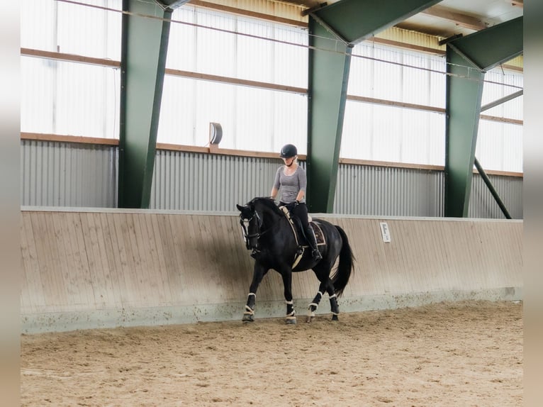 Hannover Castrone 7 Anni 167 cm Morello in Fredenbeck