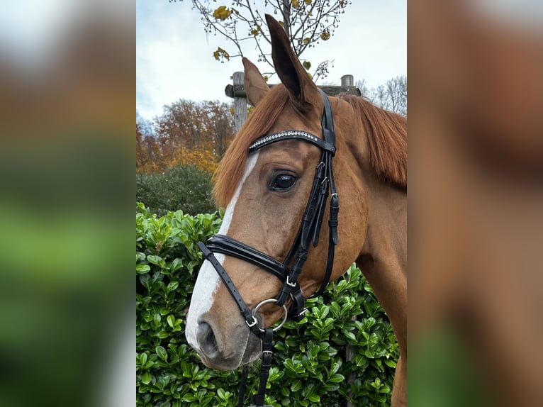 Hannover Castrone 7 Anni 167 cm Sauro in Darmstadt