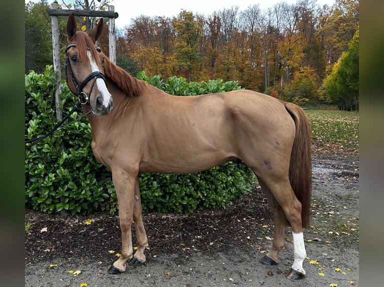 Hannover Castrone 7 Anni 167 cm Sauro in Darmstadt