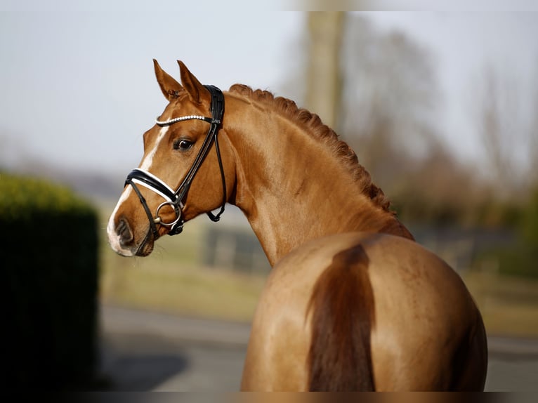 Hannover Castrone 7 Anni 167 cm Sauro in Vechta