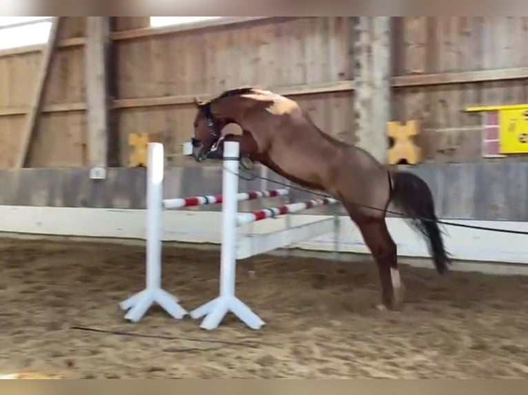 Hannover Castrone 7 Anni 167 cm Sauro scuro in Marktoberdorf