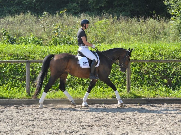 Hannover Castrone 7 Anni 168 cm Baio in Wellheim