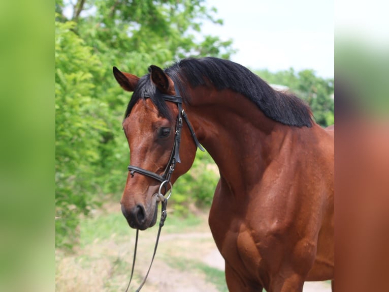 Hannover Castrone 7 Anni 168 cm Baio in Gyula
