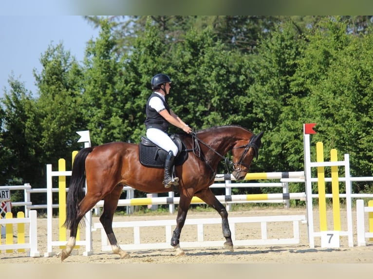 Hannover Castrone 7 Anni 168 cm Baio in Wipperfürth