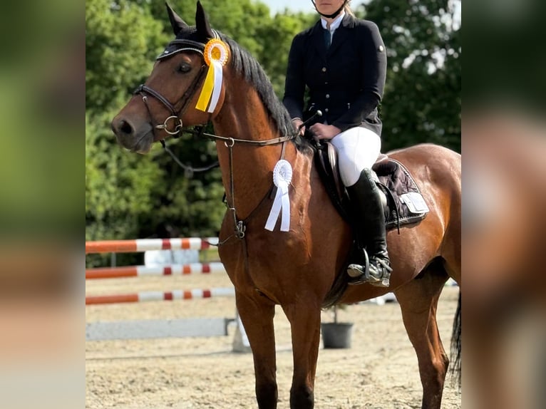 Hannover Castrone 7 Anni 168 cm Baio in Overath