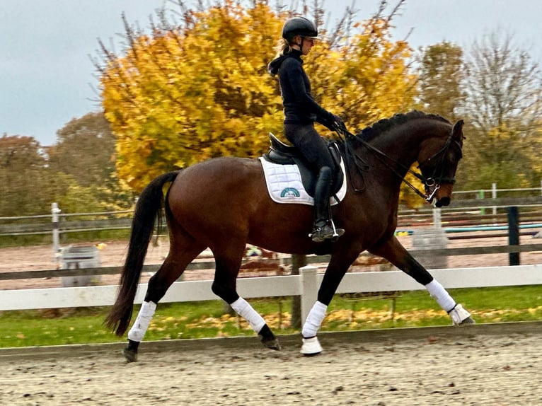 Hannover Castrone 7 Anni 168 cm Baio scuro in Fleckeby