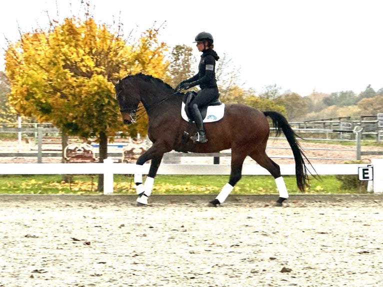 Hannover Castrone 7 Anni 168 cm Baio scuro in Fleckeby
