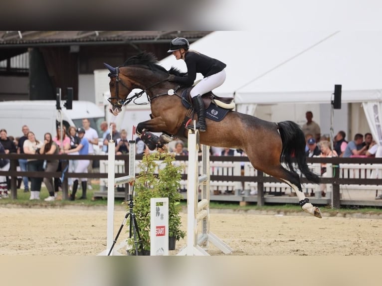 Hannover Castrone 7 Anni 168 cm in Horstmar