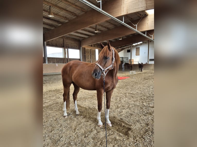 Hannover Castrone 7 Anni 168 cm Sauro in Kreßberg