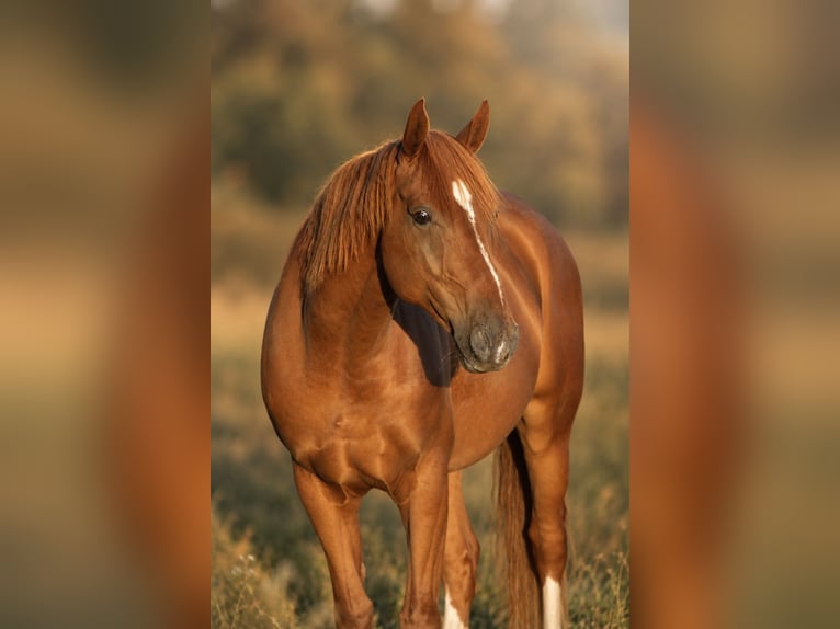 Hannover Castrone 7 Anni 168 cm Sauro in Kreßberg
