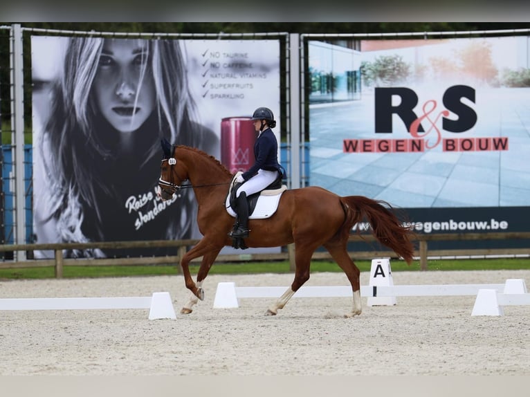 Hannover Castrone 7 Anni 168 cm Sauro scuro in Dion-Valmont