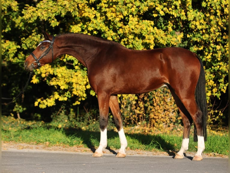 Hannover Castrone 7 Anni 169 cm Baio in Königsdorf