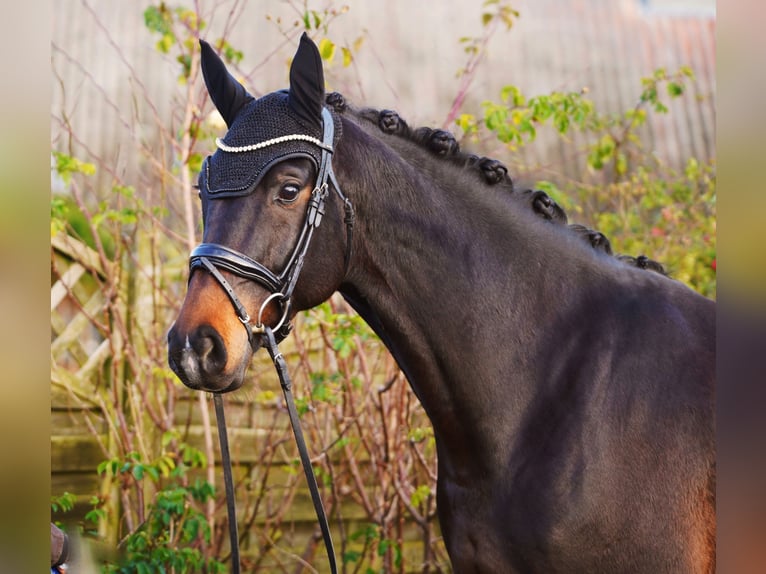 Hannover Castrone 7 Anni 169 cm Baio scuro in Hohenfelde