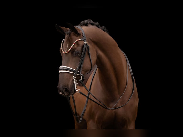 Hannover Castrone 7 Anni 169 cm Morello in Wehringen