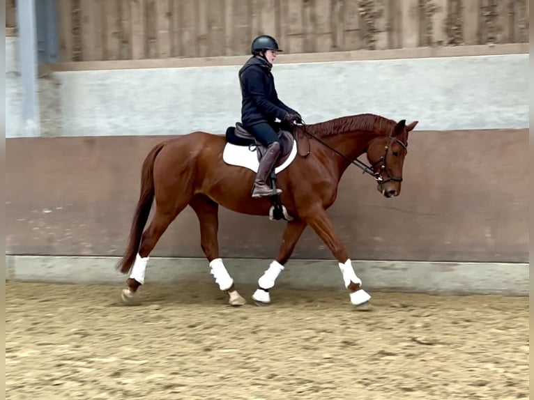 Hannover Castrone 7 Anni 169 cm Sauro in Heiligenhaus