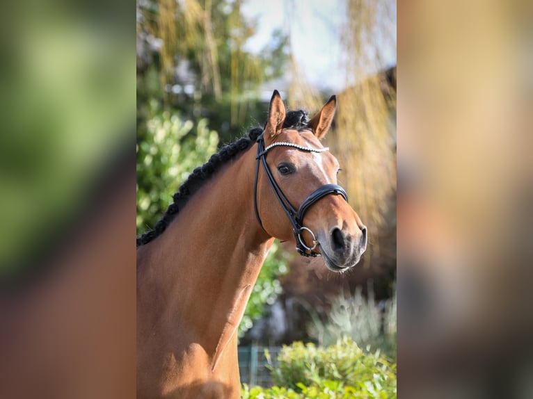 Hannover Castrone 7 Anni 170 cm Baio in Krefeld