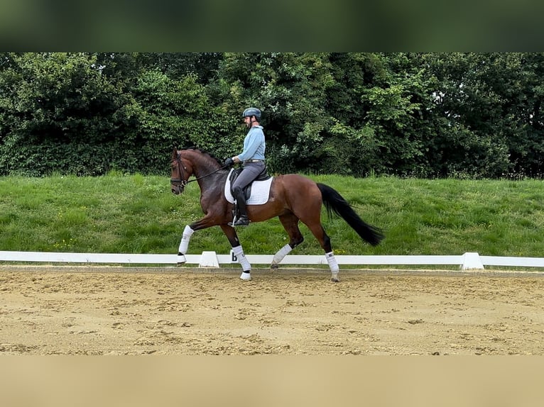 Hannover Castrone 7 Anni 170 cm Baio in RecklinghausenRecklinghausen