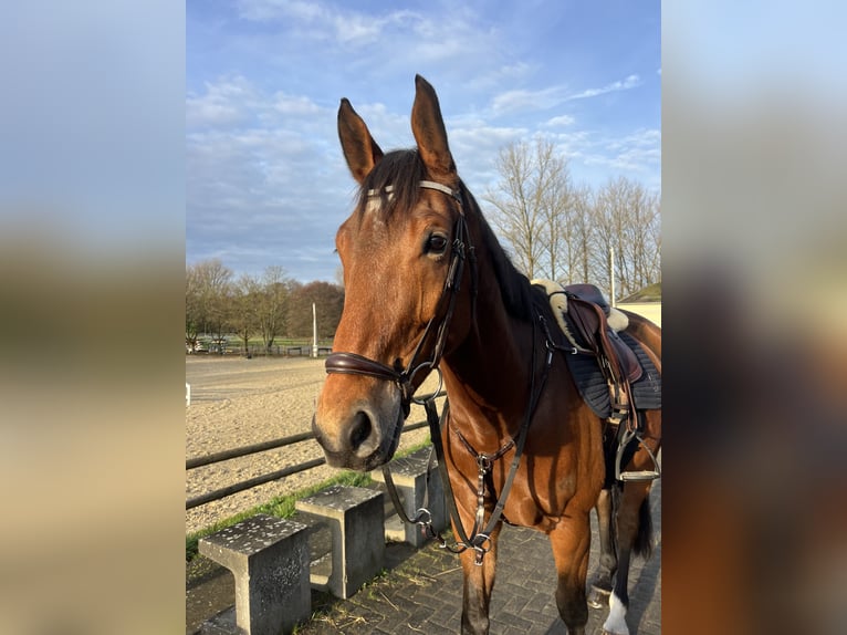 Hannover Castrone 7 Anni 170 cm Baio in Bergisch Gladbach