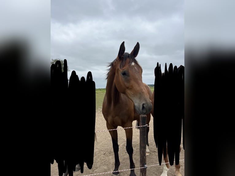 Hannover Castrone 7 Anni 170 cm Baio in Bergisch Gladbach