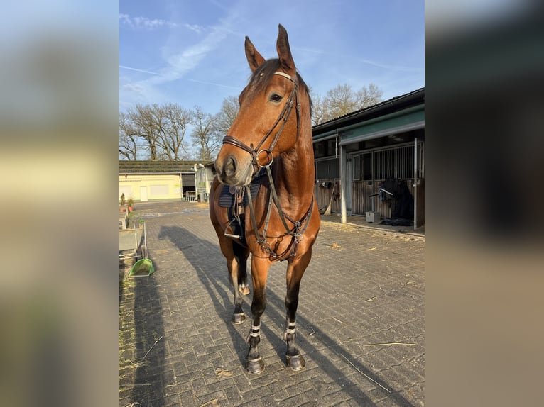 Hannover Castrone 7 Anni 170 cm Baio in Bergisch Gladbach