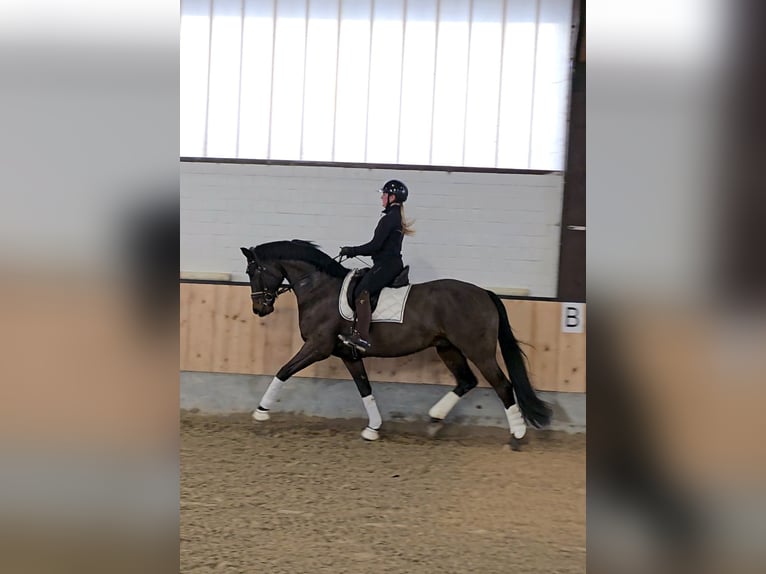 Hannover Castrone 7 Anni 170 cm Baio nero in Kempen