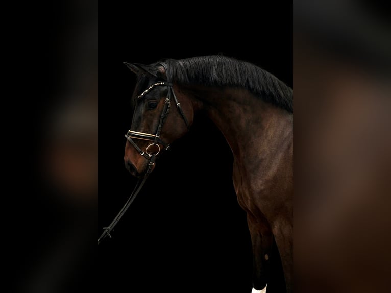 Hannover Castrone 7 Anni 170 cm Baio nero in Kempen