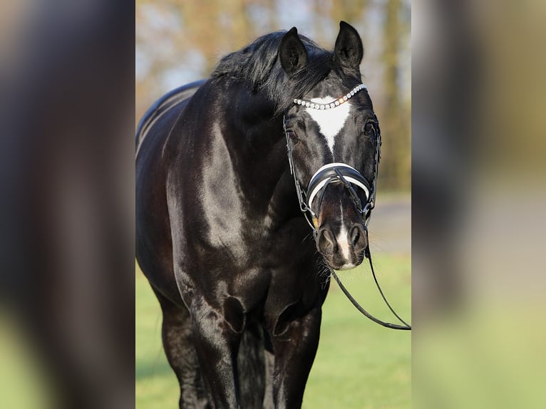 Hannover Castrone 7 Anni 170 cm Baio nero in Wacken