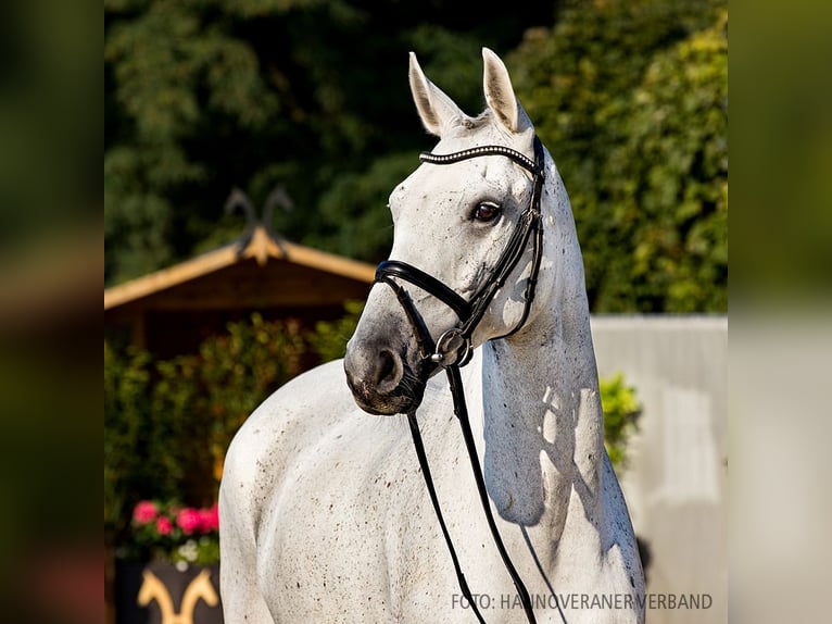 Hannover Castrone 7 Anni 170 cm Grigio in Verden