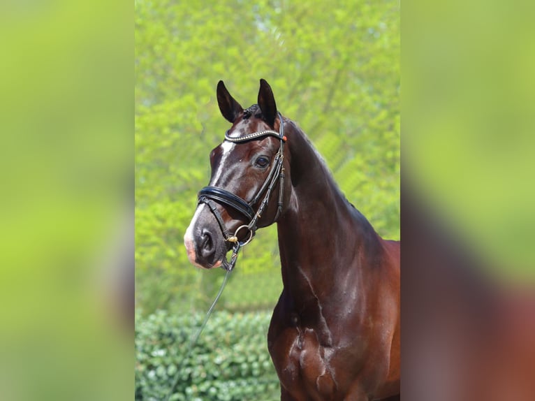 Hannover Castrone 7 Anni 170 cm Morello in Selsingen
